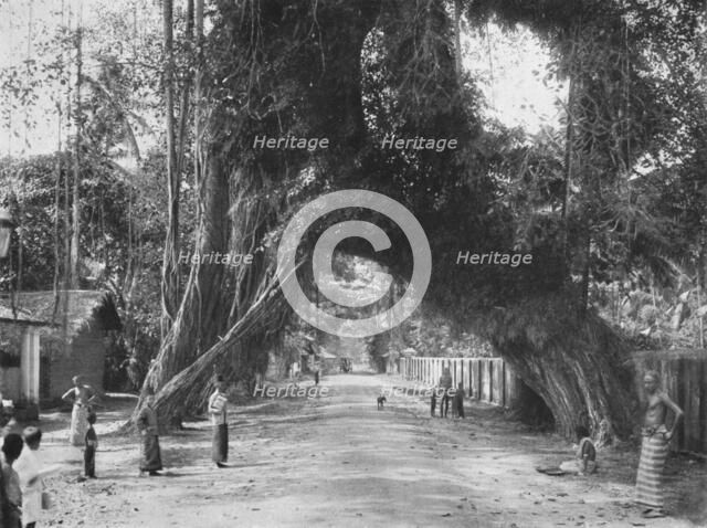 'Malerischer alter Feigen baum (Ficus indica) an der Strasse Clombo-Galle bei Kalutara', 1926. Artist: Unknown.