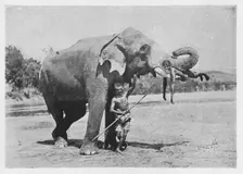 Maligawa Elephant and Mahouts c1890, (1910). Artist: Alfred William Amandus Plate