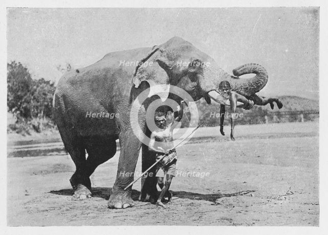 'Maligawa Elephant and Mahouts', c1890, (1910). Artist: Alfred William Amandus Plate.
