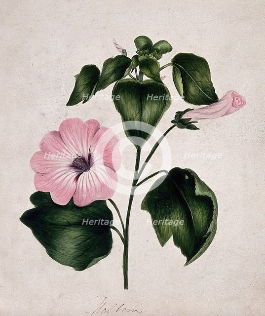 Mallow (Malva species): flowering stem. Creator: Unknown.