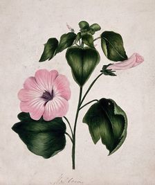 Mallow (Malva species): flowering stem. Creator: Unknown