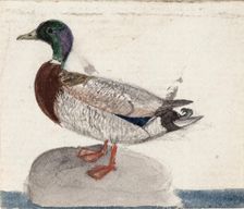 Mallard, 1831. Creator: Ferdinand von Wright