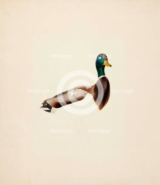 Mallard; unfinished, 1835-1839. Creator: Magnus von Wright.