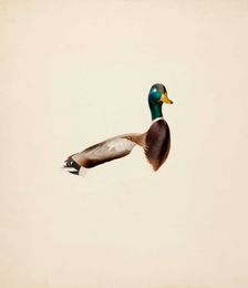 Mallard; unfinished, 1835-1839. Creator: Magnus von Wright