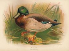 Mallard (Anas boschas) 1900, (1900). Artist: Charles Whymper