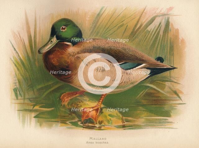 'Mallard (Anas boschas)', 1900, (1900). Artist: Charles Whymper.