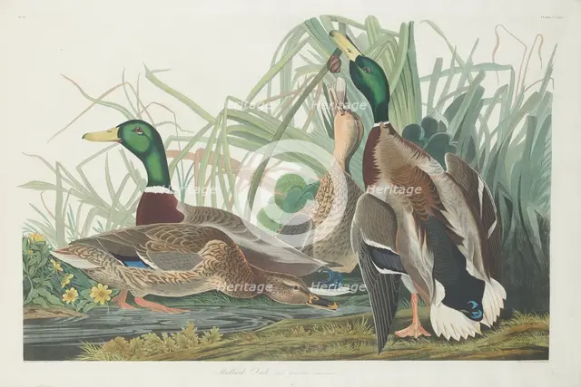 Mallard Duck, 1834. Creator: Robert Havell.