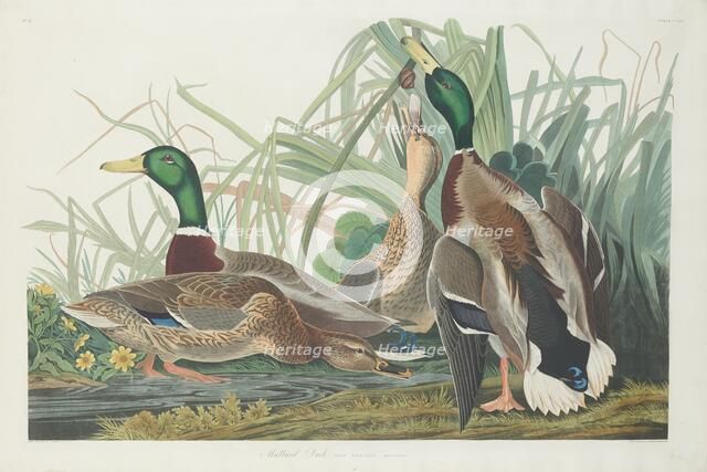 Mallard Duck, 1834. Creator: Robert Havell.