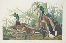 Mallard Duck, 1834. Creator: Robert Havell