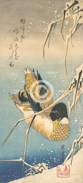 Mallard Duck and Snow-covered Reeds , ca. 1832., ca. 1832. Creator: Ando Hiroshige.