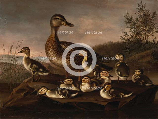 Mallard Ducklings, 1841. Creator: Magnus von Wright.