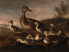 Mallard Ducklings, 1841. Creator: Magnus von Wright