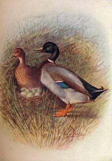 Mallard or Wild-Duck - An'as bos'cas c1910, (1910). Artist: George James Rankin