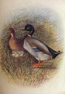 Mallard or Wild-Duck - An'as bos'cas c1910, (1910). Artist: George James Rankin