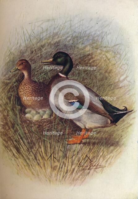 'Mallard or Wild-Duck - An'as bos'cas', c1910, (1910). Artist: George James Rankin.