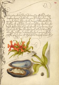 Maltese Cross, Mussel, and Ladybird, 1561-1562; illumination added 1591-1596. Creator: Joris Hoefnagel