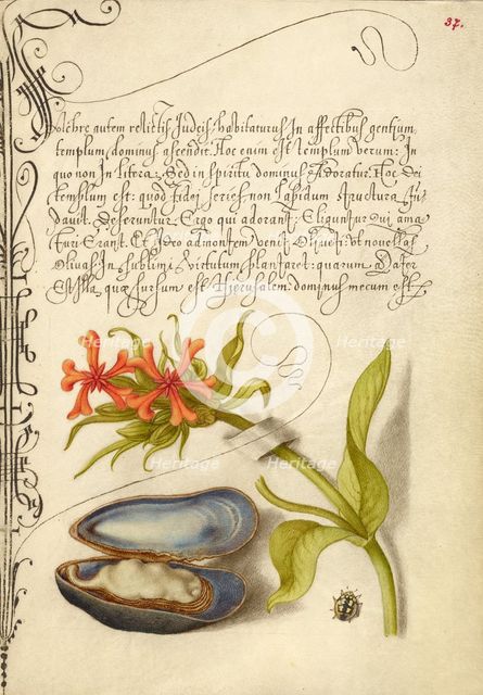 Maltese Cross, Mussel, and Ladybird, 1561-1562; illumination added 1591-1596. Creator: Joris Hoefnagel.