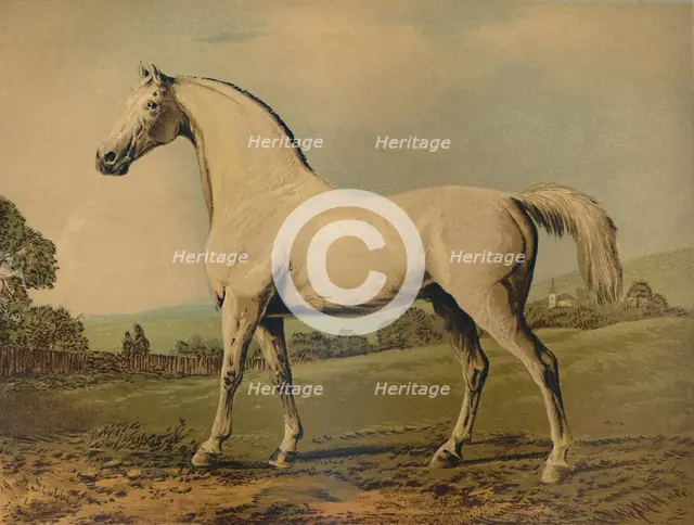 'Mambrino. Bred by Lord Grosvenor', c1770s, (c1879). Creator: George Stubbs.