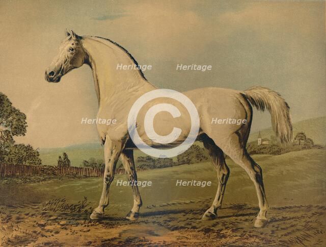'Mambrino. Bred by Lord Grosvenor', c1770s, (c1879). Creator: George Stubbs.