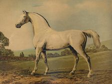 Mambrino. Bred by Lord Grosvenor c1770s, (c1879). Creator: George Stubbs