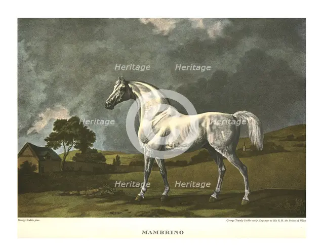 'Mambrino', c1779, (c1955). Creator: Unknown.
