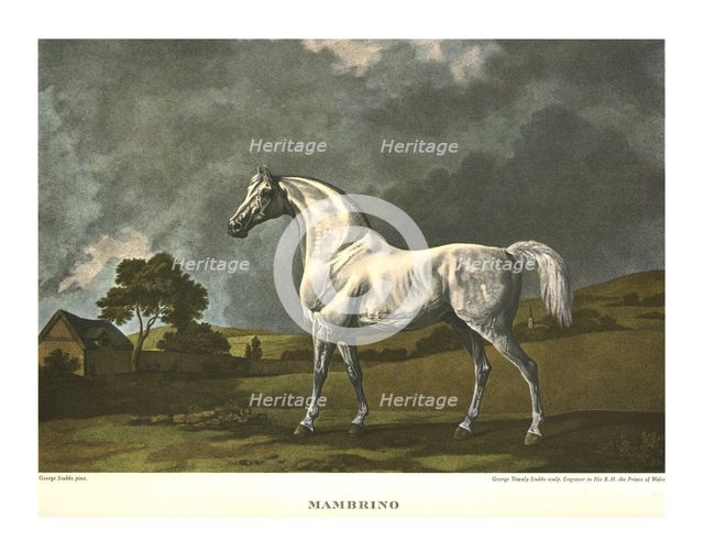 'Mambrino', c1779, (c1955). Creator: Unknown.