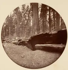 Mammoth Three Grove Hotel Calaveras Co Cal., ca. 1878. Creator: Carleton Emmons Watkins