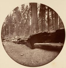 Mammoth Three Grove Hotel Calaveras Co Cal., ca. 1878. Creator: Carleton Emmons Watkins