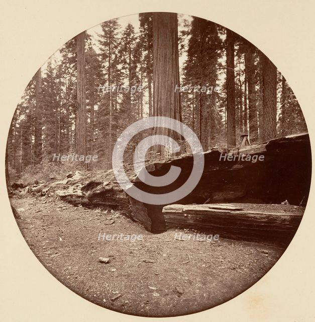 Mammoth Three Grove Hotel Calaveras Co Cal., ca. 1878. Creator: Carleton Emmons Watkins.