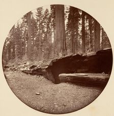 Mammoth Three Grove Hotel Calaveras Co Cal., ca. 1878. Creator: Carleton Emmons Watkins