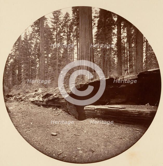 Mammoth Three Grove Hotel Calaveras Co Cal., ca. 1878. Creator: Carleton Emmons Watkins.