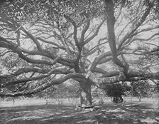 Mammoth Live Oak, near Jacksonville, Florida c1897. Creator: Unknown