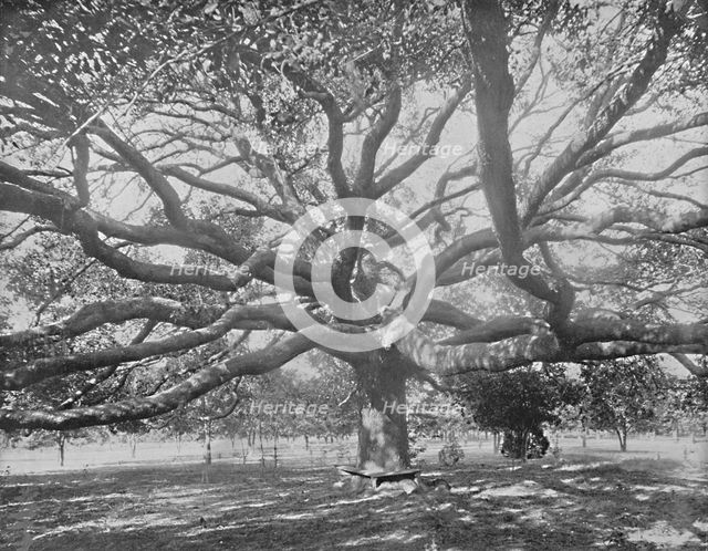 'Mammoth Live Oak, near Jacksonville, Florida', c1897. Creator: Unknown.