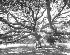 Mammoth Live Oak, near Jacksonville, Florida, USA, c1900. Creator: Unknown