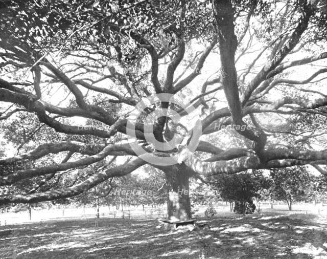Mammoth Live Oak, near Jacksonville, Florida, USA, c1900. Creator: Unknown.