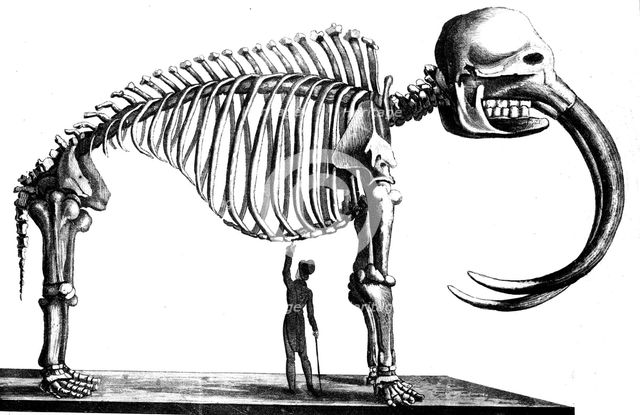 Mammoth skeleton, 1823. Artist: Unknown