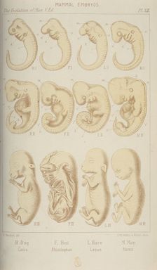 Mammal embryos, 1905. Creator: Unknown