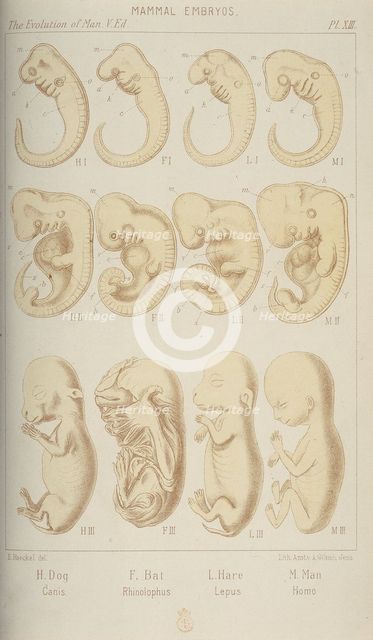 Mammal embryos, 1905. Creator: Unknown.