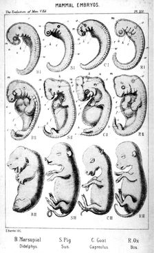 Mammal embryos, 1910. Artist: Ernst Haeckel