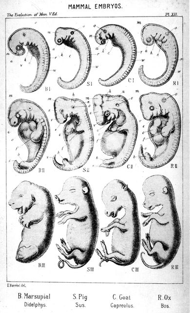 Mammal embryos, 1910. Artist: Ernst Haeckel
