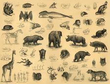 Mammals c1910. Creator: Unknown