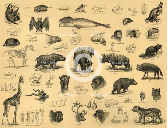 'Mammals', c1910. Creator: Unknown.
