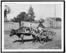 Mammy going to market c1902. Creator: Unknown