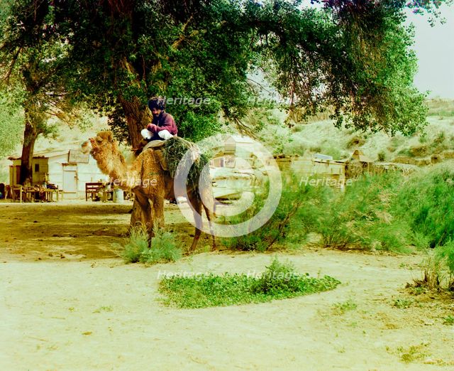Man on camel, buildings in background, between 1905 and 1915. Creator: Sergey Mikhaylovich Prokudin-Gorsky.