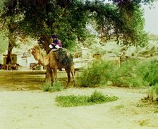 Man on camel, buildings in background, between 1905 and 1915. Creator: Sergey Mikhaylovich Prokudin-Gorsky