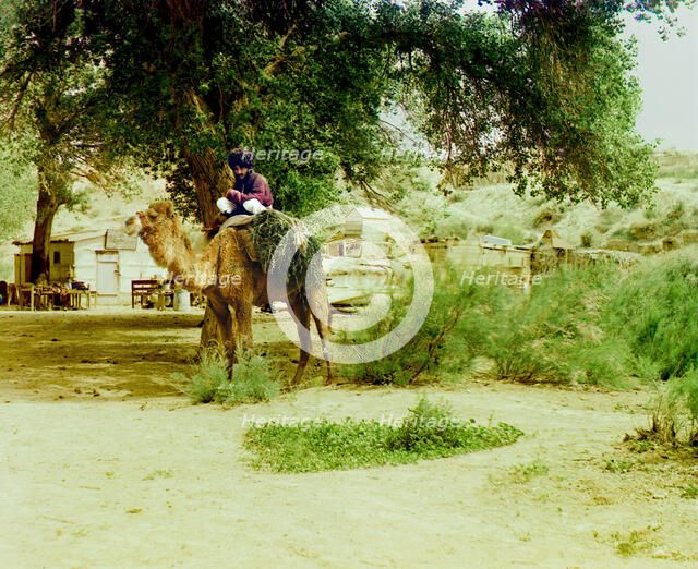 Man on camel, buildings in background, between 1905 and 1915. Creator: Sergey Mikhaylovich Prokudin-Gorsky.