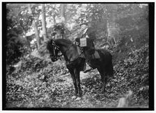 Man on horse in woods, between 1914 and 1917. Creator: Harris & Ewing