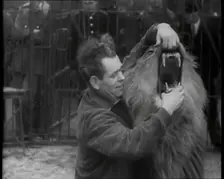 Man Opening a Lion’s Mouth, 1930s. Creator: British Pathe Ltd
