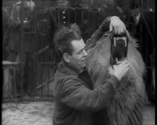Man Opening a Lion’s Mouth, 1930s. Creator: British Pathe Ltd