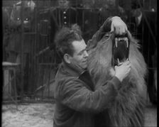 Man Opening a Lion’s Mouth, 1930s. Creator: British Pathe Ltd